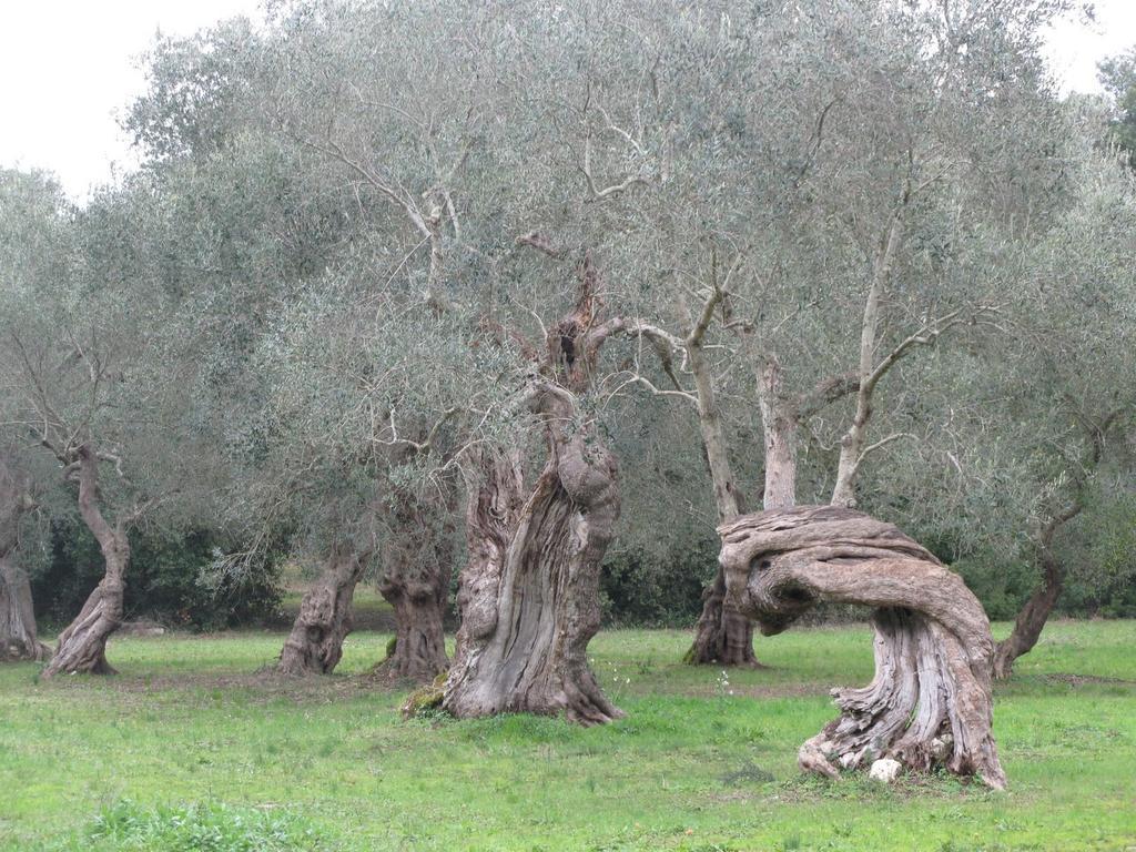 Tenuta Sant'Andrea Giuggianello Экстерьер фото